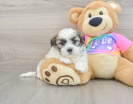6 week old Teddy Bear Puppy For Sale - Lone Star Pups
