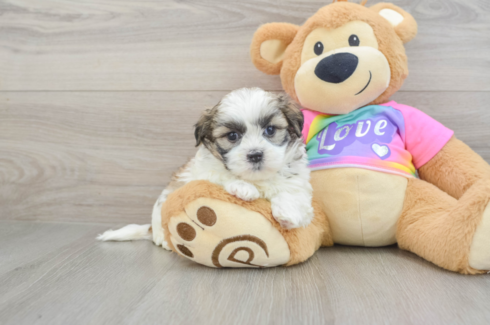 6 week old Teddy Bear Puppy For Sale - Lone Star Pups