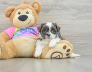 7 week old Teddy Bear Puppy For Sale - Lone Star Pups