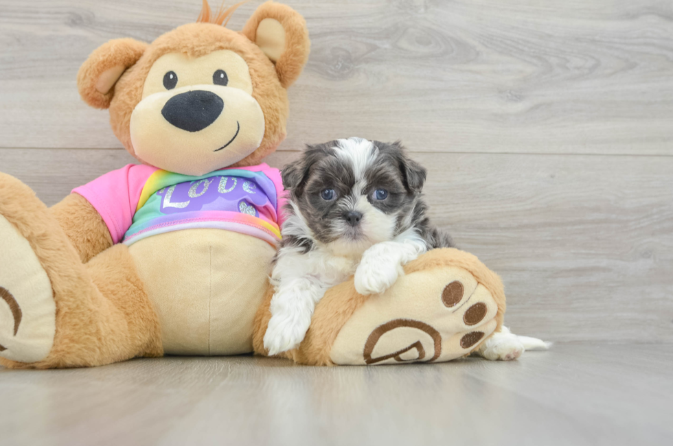 5 week old Teddy Bear Puppy For Sale - Lone Star Pups