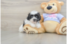 Teddy Bear Puppy for Adoption