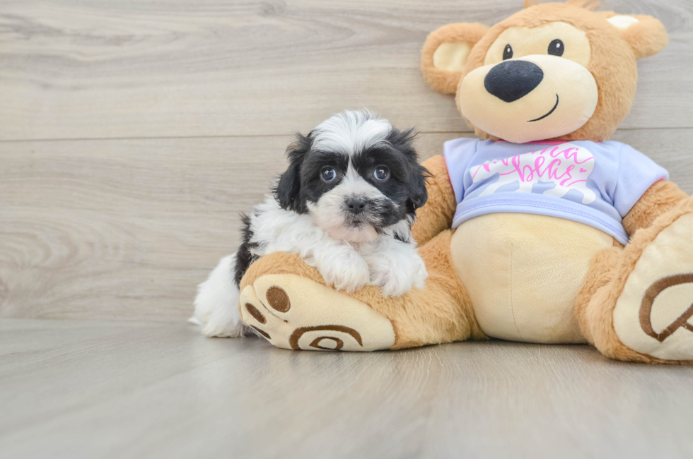 5 week old Teddy Bear Puppy For Sale - Lone Star Pups