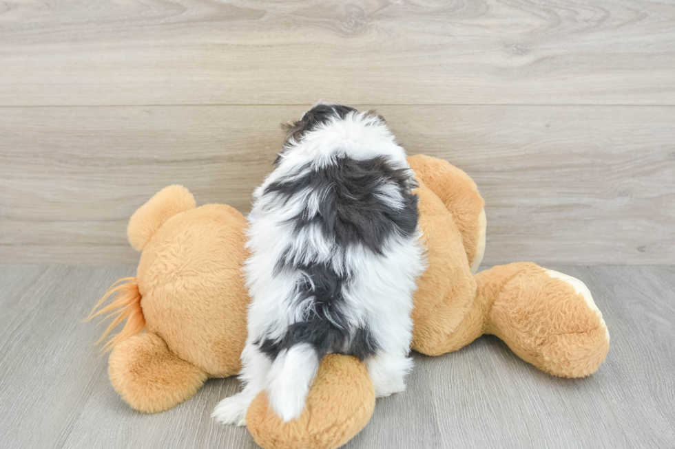 Little Shichon Designer Puppy