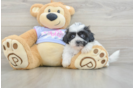 Teddy Bear Puppy for Adoption