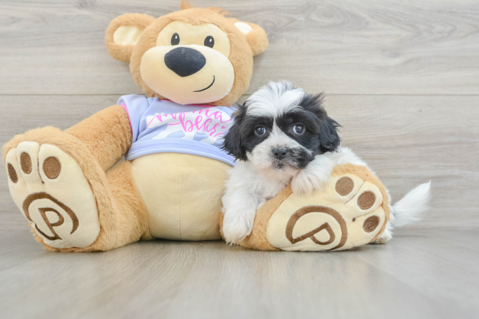 Teddy Bear Puppy for Adoption