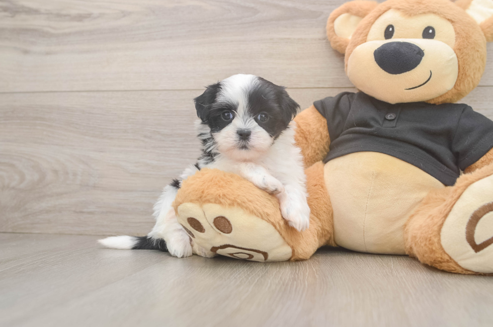 6 week old Teddy Bear Puppy For Sale - Lone Star Pups