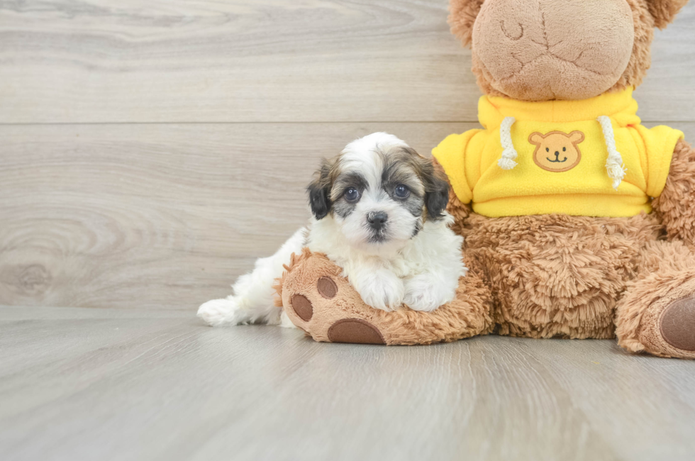 5 week old Teddy Bear Puppy For Sale - Lone Star Pups