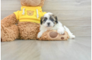 Teddy Bear Puppy for Adoption