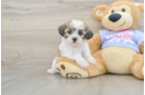 Best Teddy Bear Baby