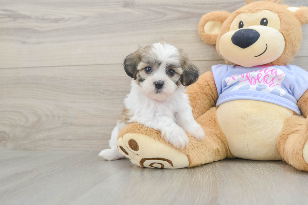 Best Teddy Bear Baby