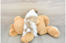 Teddy Bear Puppy for Adoption