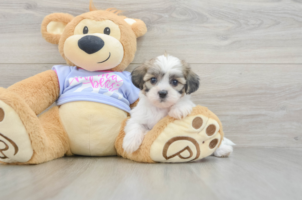 5 week old Teddy Bear Puppy For Sale - Lone Star Pups