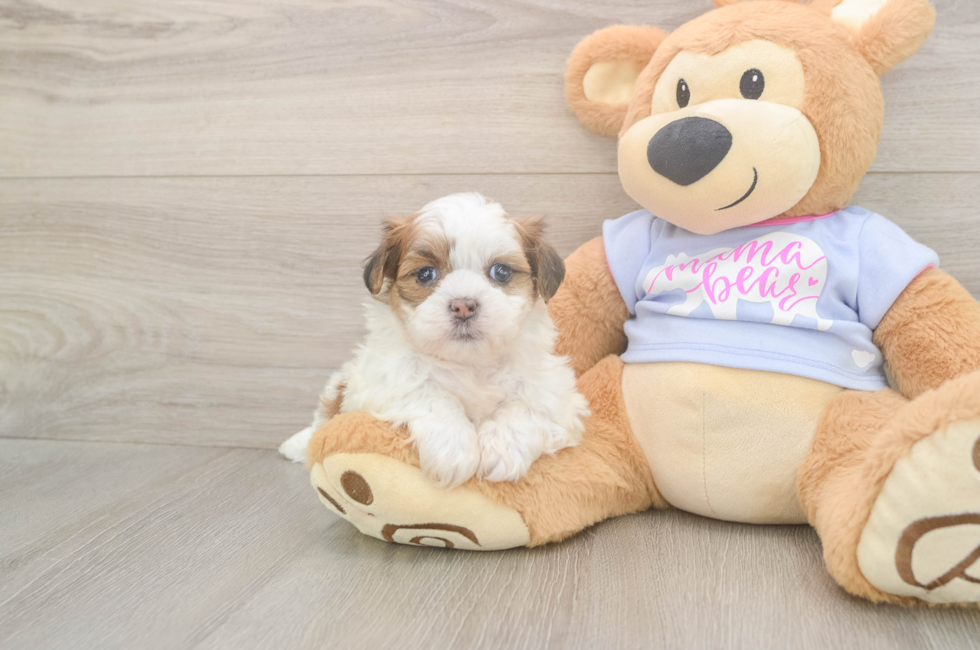 6 week old Teddy Bear Puppy For Sale - Lone Star Pups