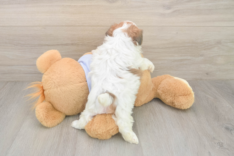 Best Teddy Bear Baby