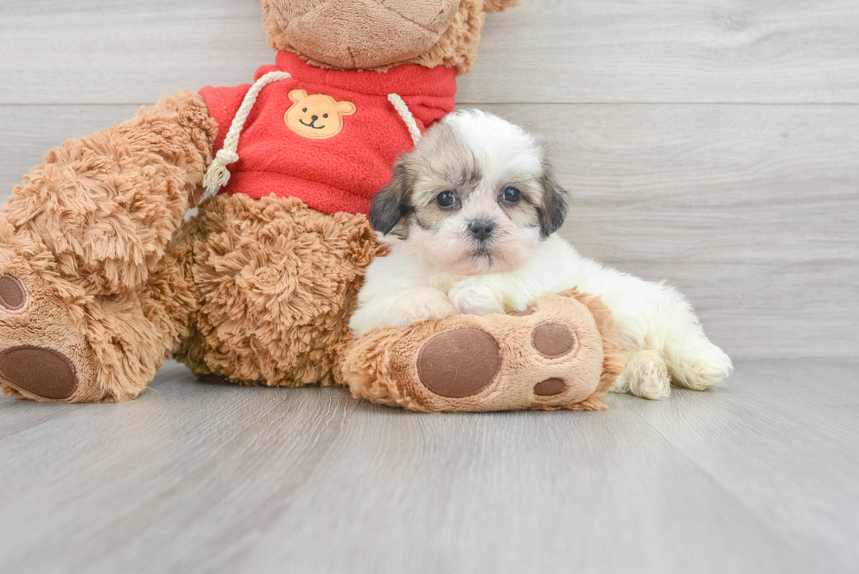 Happy Teddy Bear Baby