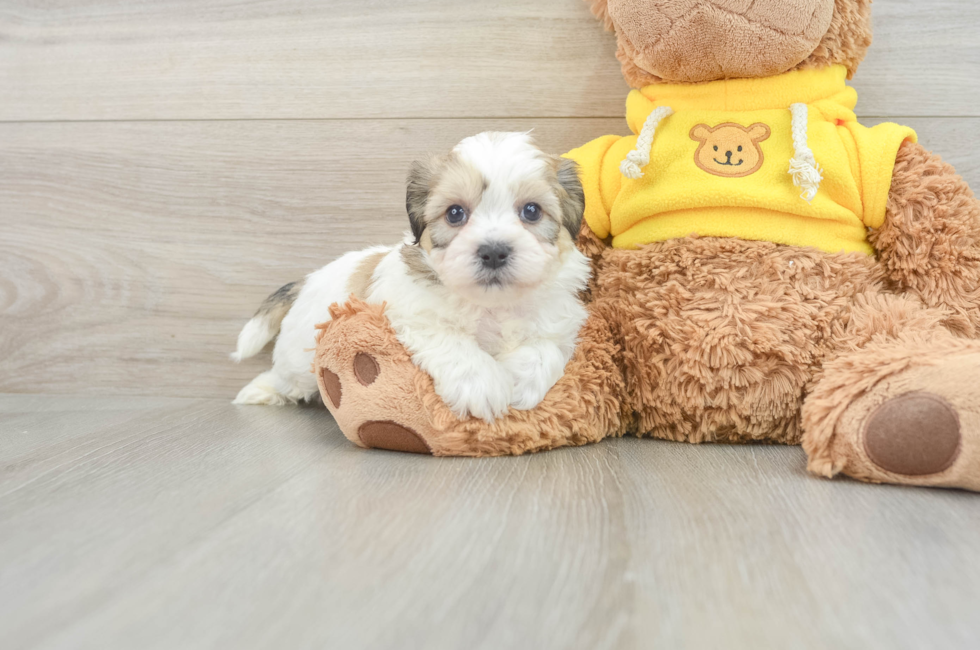 5 week old Teddy Bear Puppy For Sale - Lone Star Pups