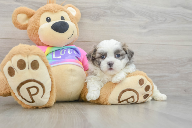Popular Teddy Bear Designer Pup