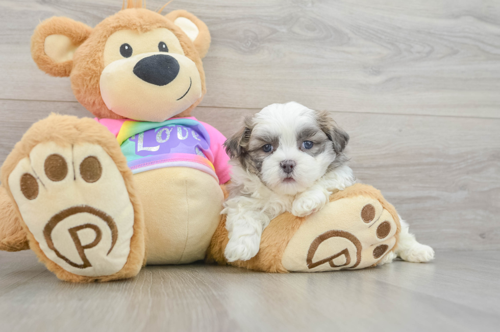 5 week old Teddy Bear Puppy For Sale - Lone Star Pups