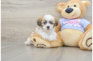Teddy Bear Pup Being Cute