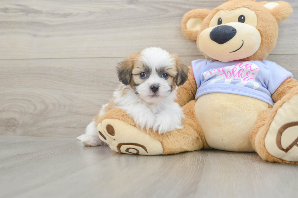 Teddy Bear Pup Being Cute