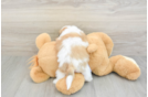 Best Teddy Bear Baby