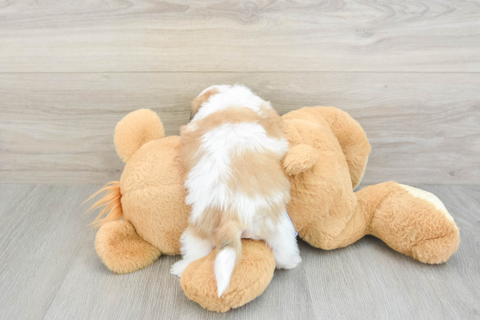 Best Teddy Bear Baby