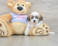 5 week old Teddy Bear Puppy For Sale - Lone Star Pups