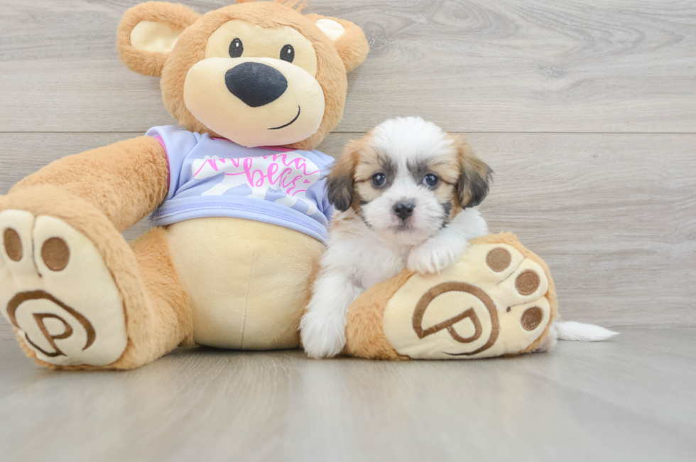 5 week old Teddy Bear Puppy For Sale - Lone Star Pups