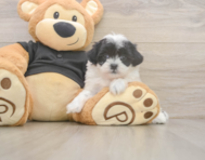7 week old Teddy Bear Puppy For Sale - Lone Star Pups