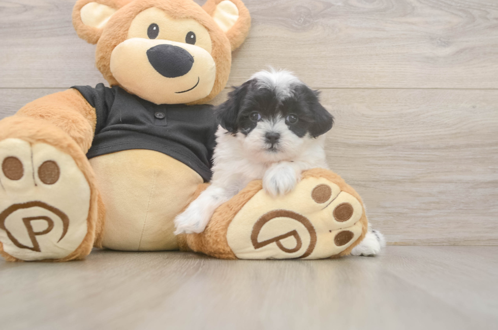 6 week old Teddy Bear Puppy For Sale - Lone Star Pups