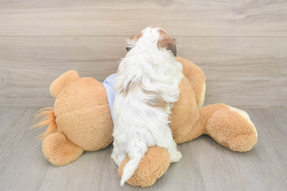 Best Teddy Bear Baby