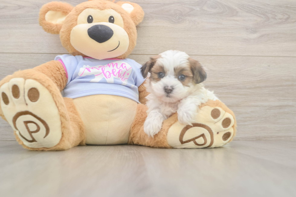 Teddy Bear Puppy for Adoption