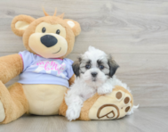 8 week old Teddy Bear Puppy For Sale - Lone Star Pups