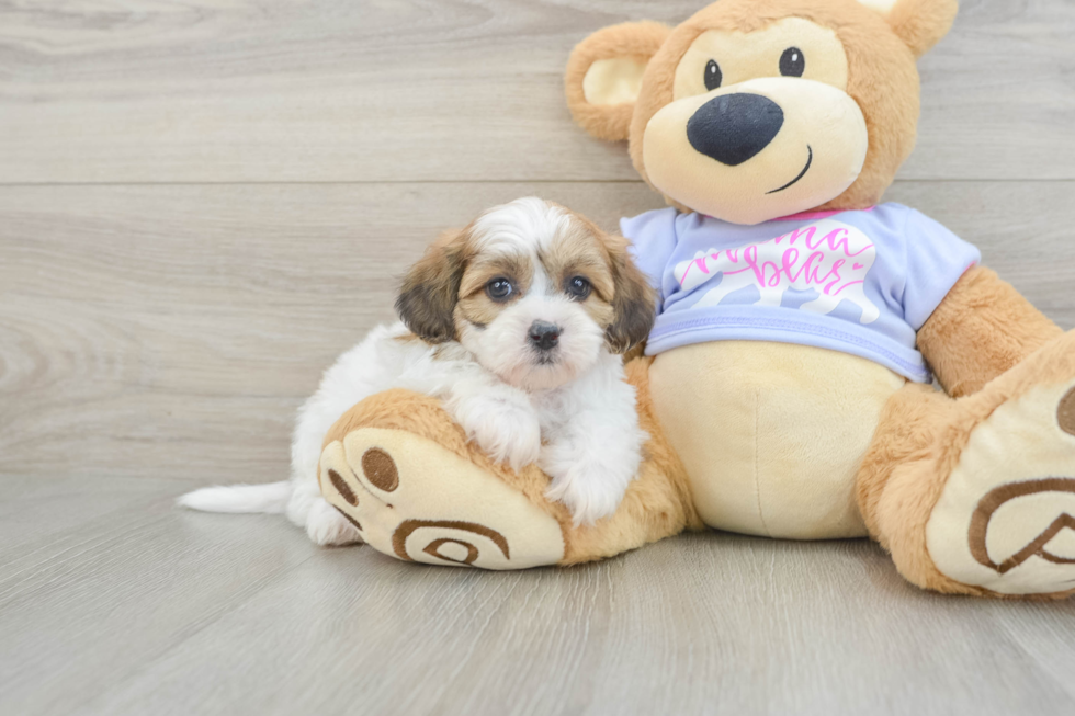 Best Teddy Bear Baby