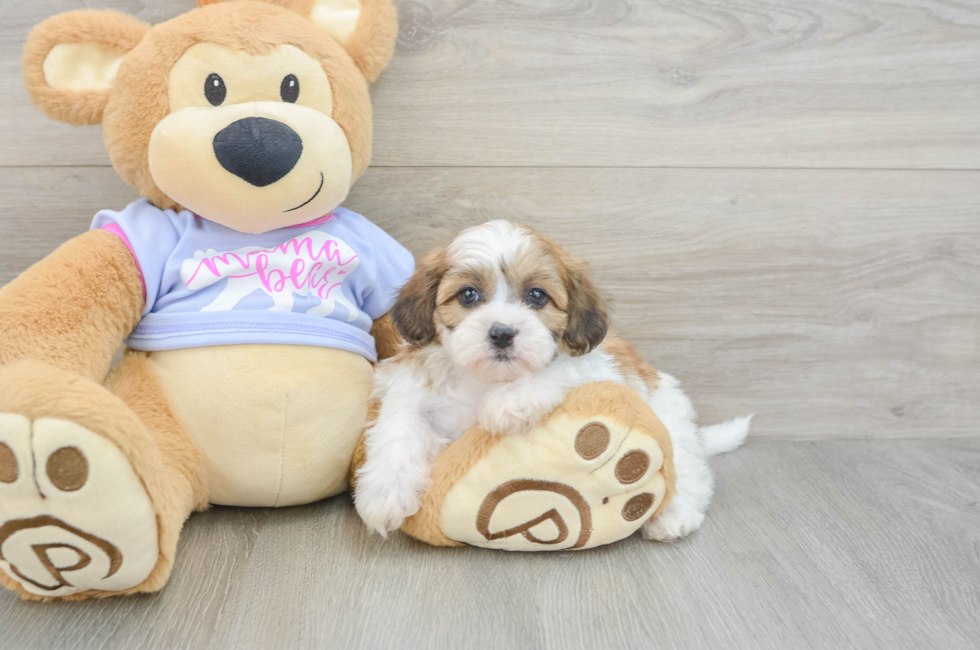5 week old Teddy Bear Puppy For Sale - Lone Star Pups