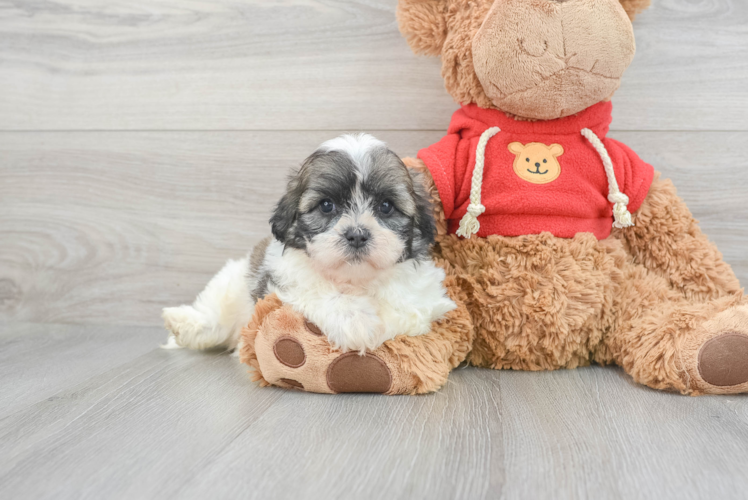 Small Teddy Bear Baby