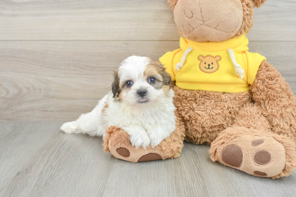 Fluffy Teddy Bear Designer Pup