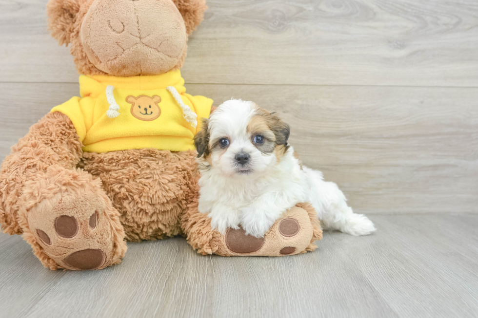 Playful Shichon Designer Puppy