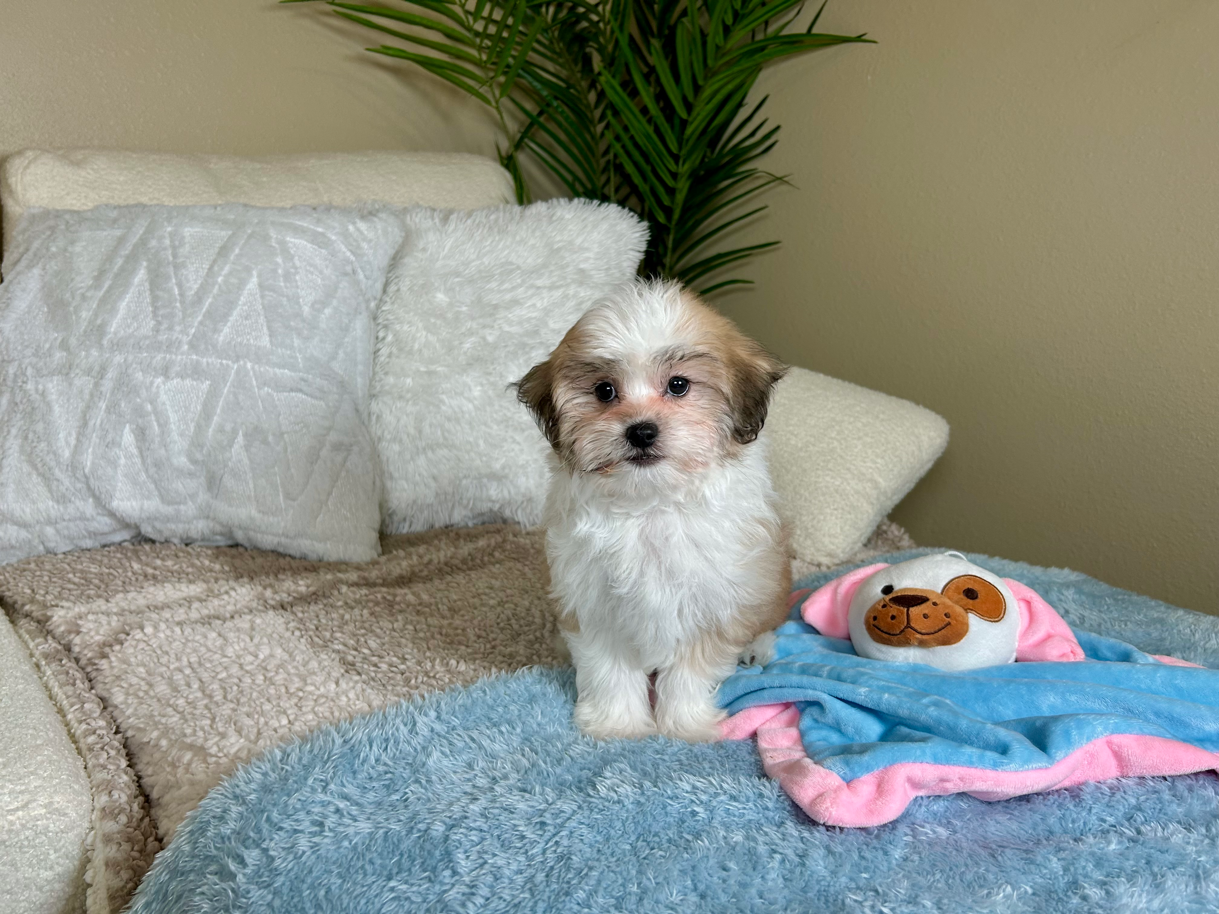 Cute Teddy Bear Designer Pup