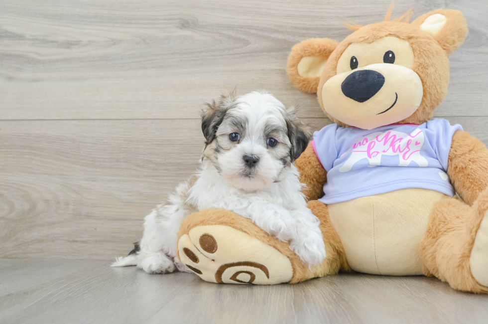 6 week old Teddy Bear Puppy For Sale - Lone Star Pups