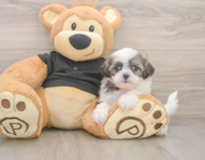 7 week old Teddy Bear Puppy For Sale - Lone Star Pups
