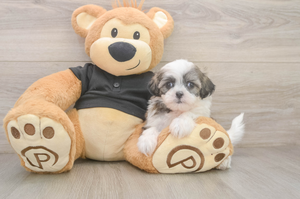6 week old Teddy Bear Puppy For Sale - Lone Star Pups
