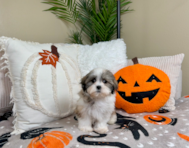 10 week old Teddy Bear Puppy For Sale - Lone Star Pups