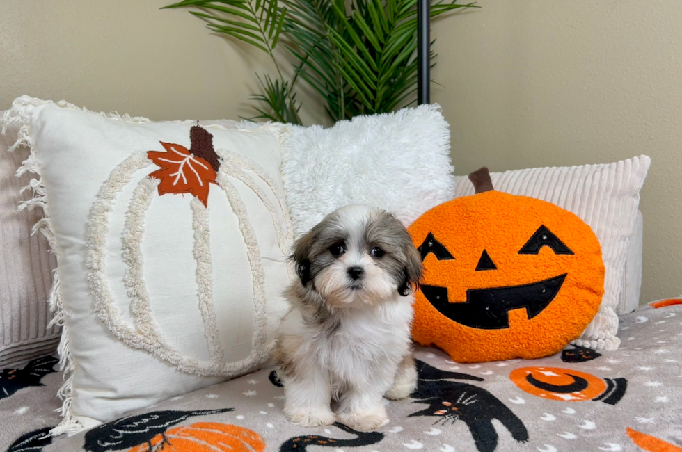 10 week old Teddy Bear Puppy For Sale - Lone Star Pups