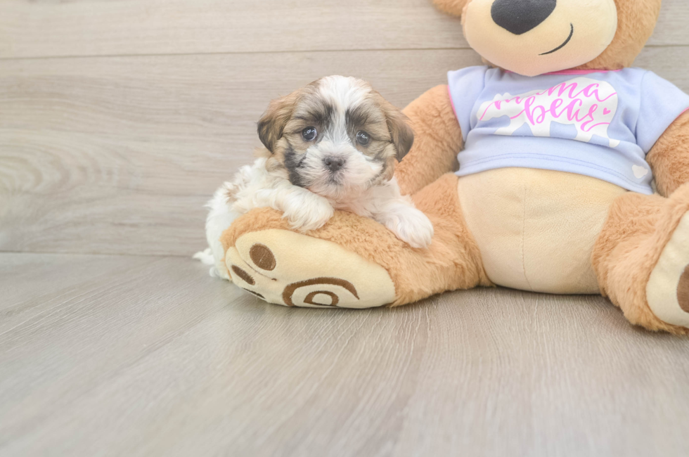 5 week old Teddy Bear Puppy For Sale - Lone Star Pups