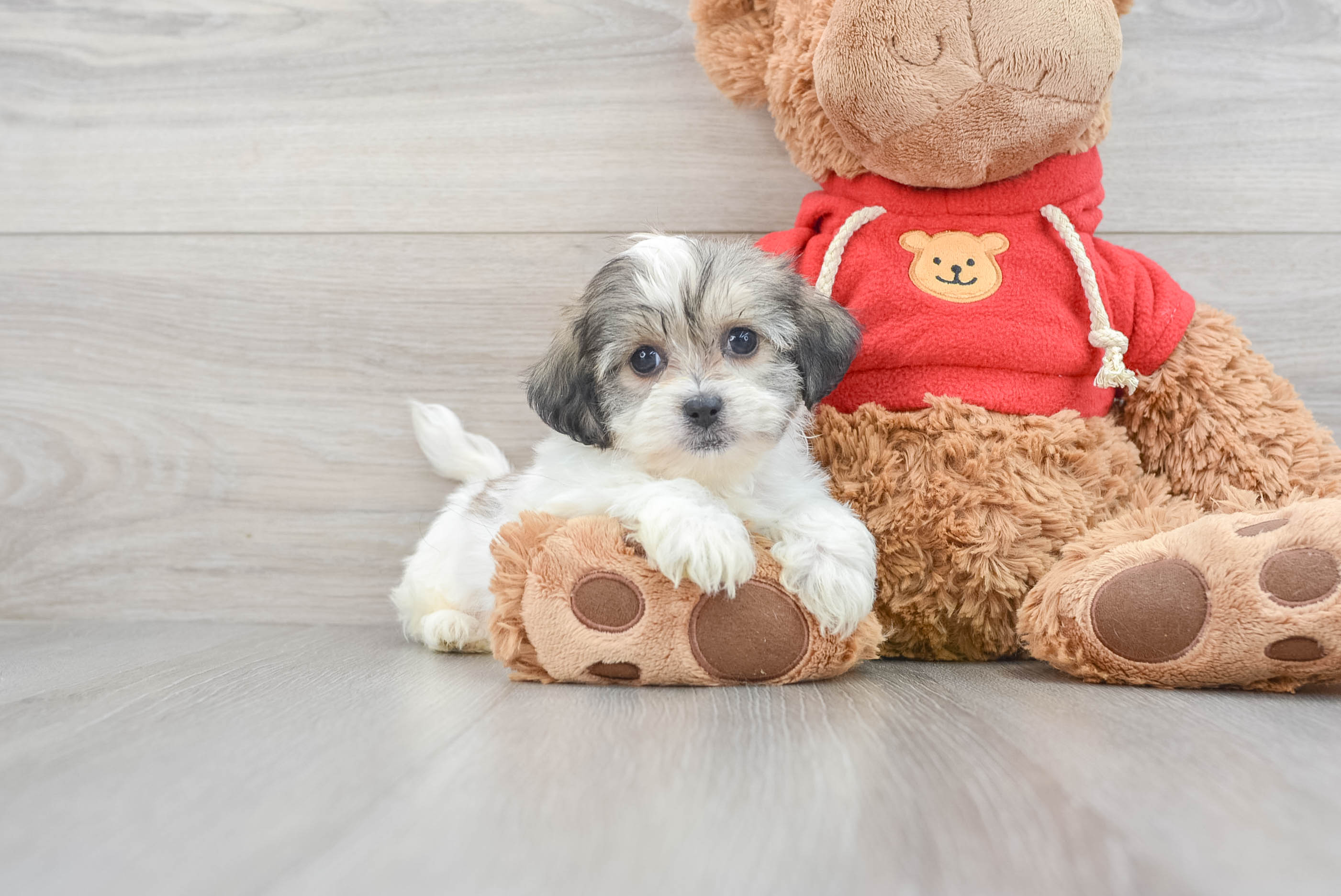 Little Shit Designer Puppy