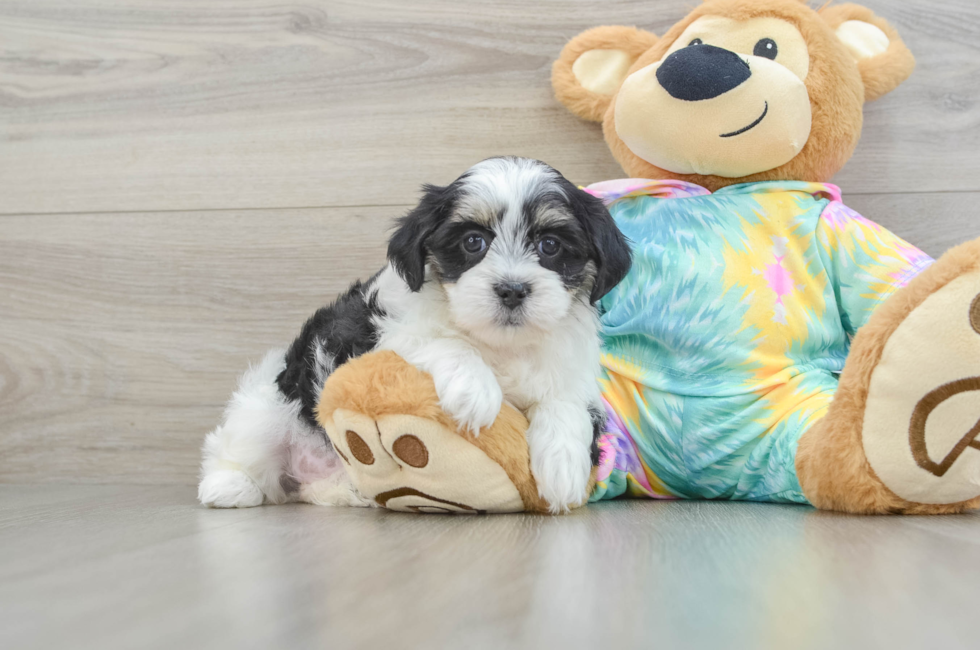 6 week old Teddy Bear Puppy For Sale - Lone Star Pups