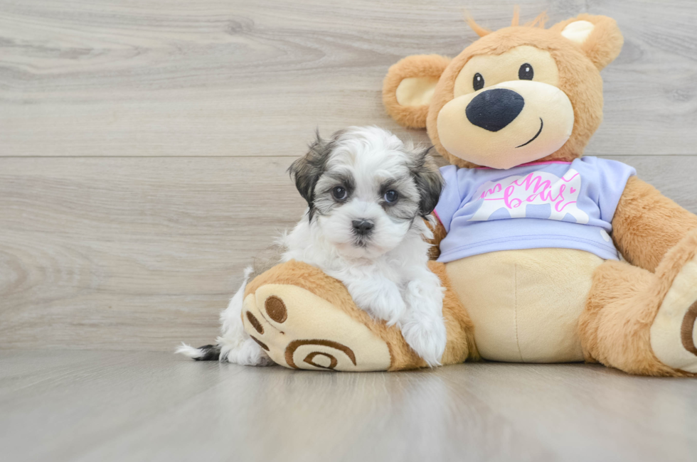 7 week old Teddy Bear Puppy For Sale - Lone Star Pups