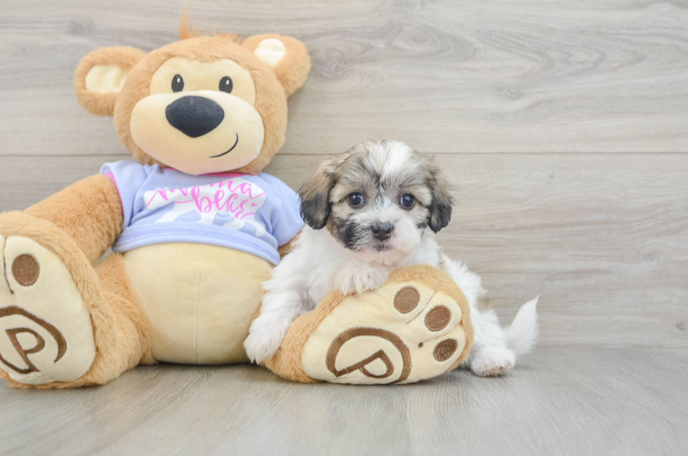 5 week old Teddy Bear Puppy For Sale - Lone Star Pups