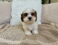 9 week old Teddy Bear Puppy For Sale - Lone Star Pups